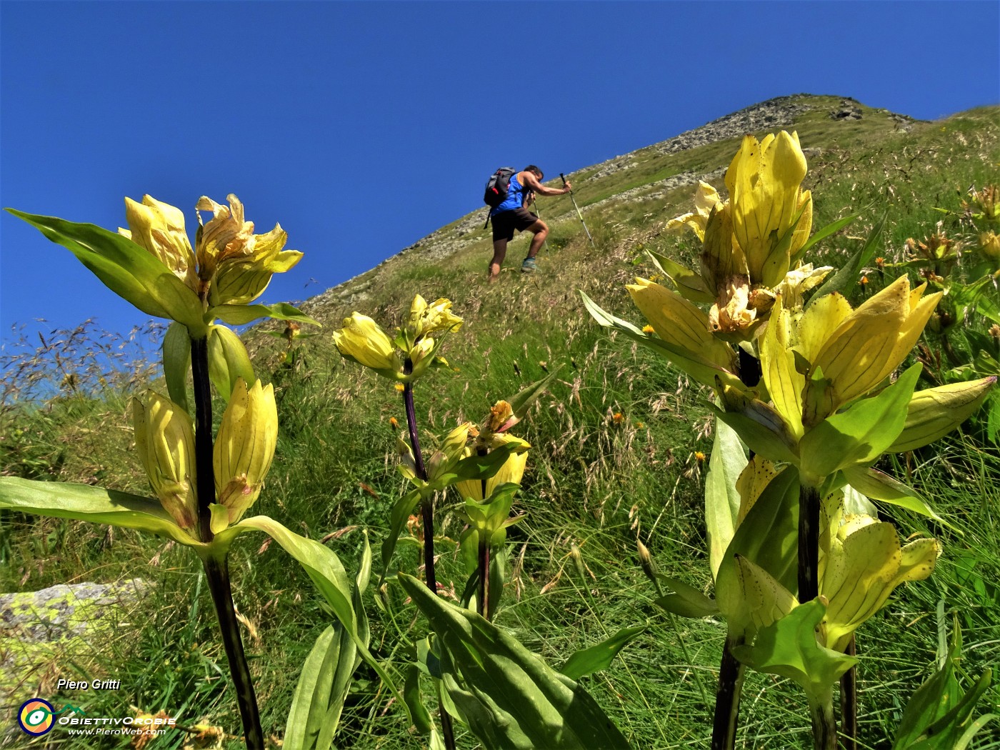 23 In ripida salita tra estese fioriture di Gentiana punctata (Genziana maculata).JPG